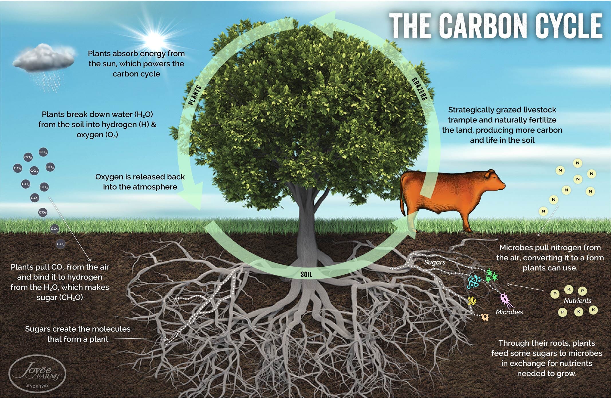 the-circle-of-life-how-the-carbon-cycle-powers-our-ecosystem-joyce-farms